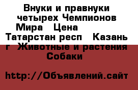Внуки и правнуки четырех Чемпионов Мира › Цена ­ 70 000 - Татарстан респ., Казань г. Животные и растения » Собаки   
